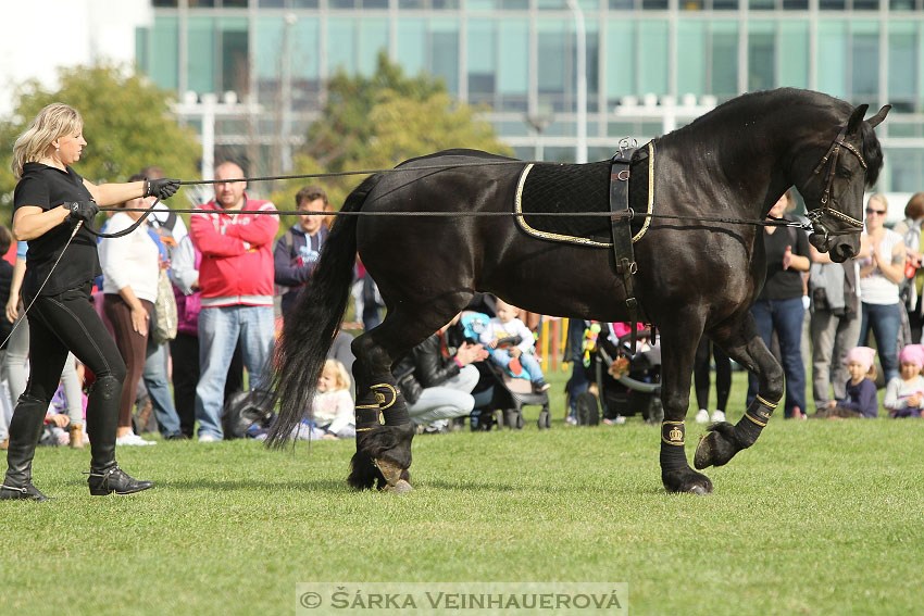 Výstava minihorse 