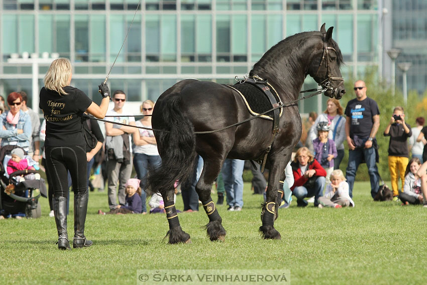 Výstava minihorse 