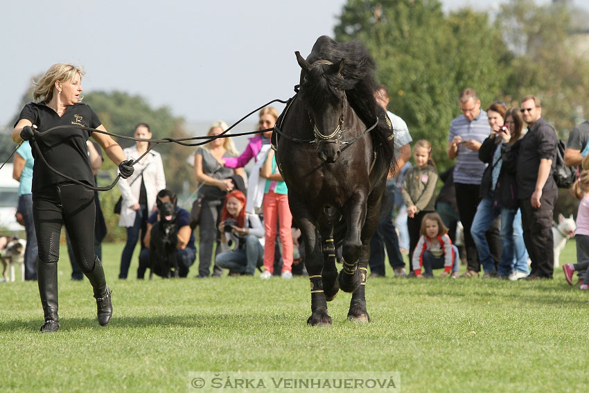 Výstava minihorse 