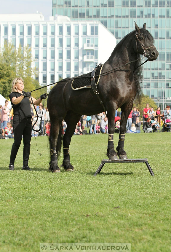 Výstava minihorse 