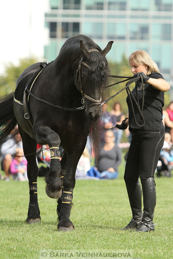 Výstava minihorse 