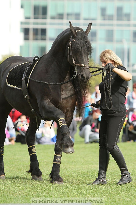 Výstava minihorse 