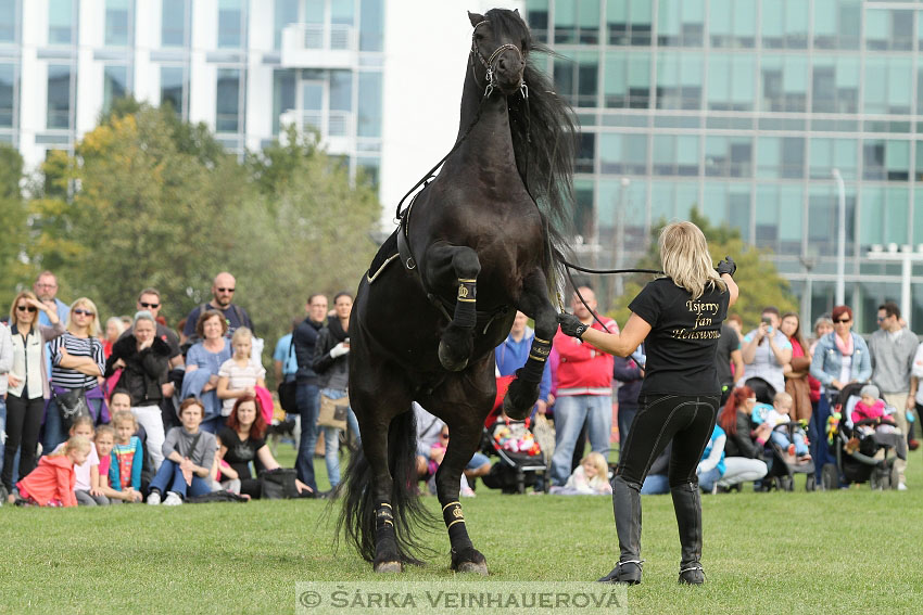 Výstava minihorse 