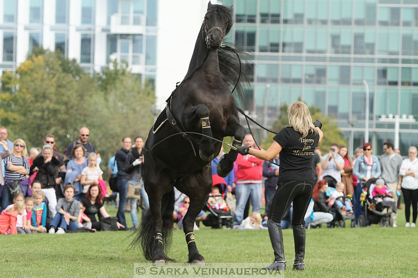 Výstava minihorse 