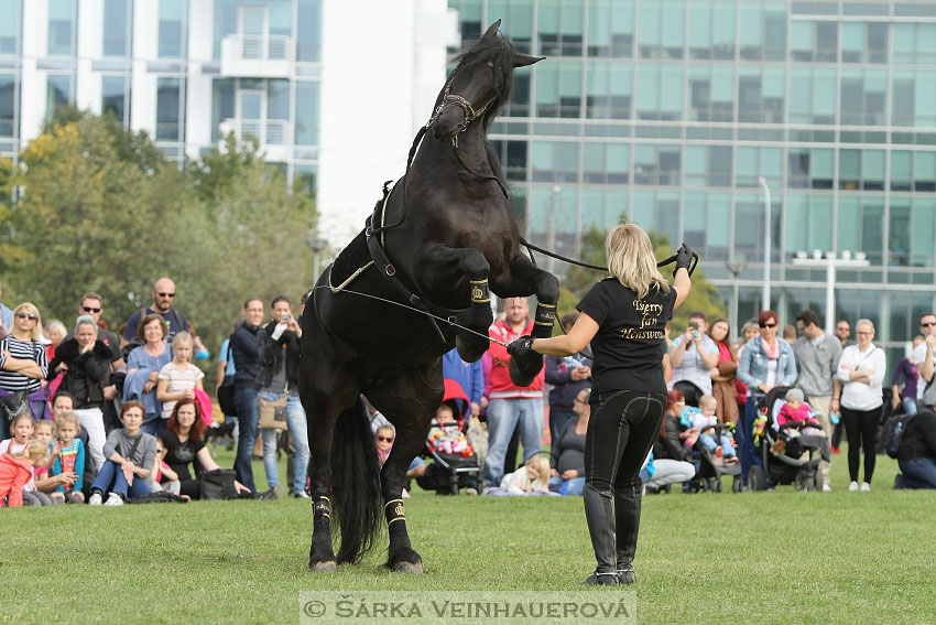 Výstava minihorse 