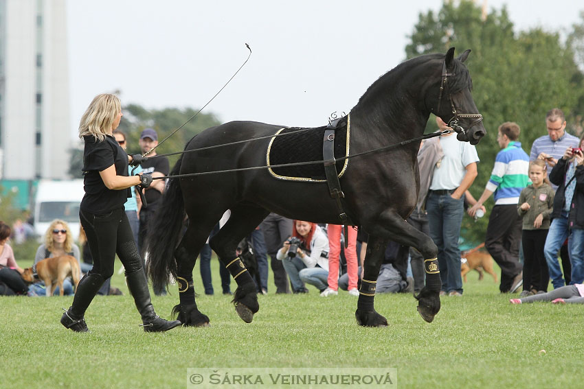 Výstava minihorse 