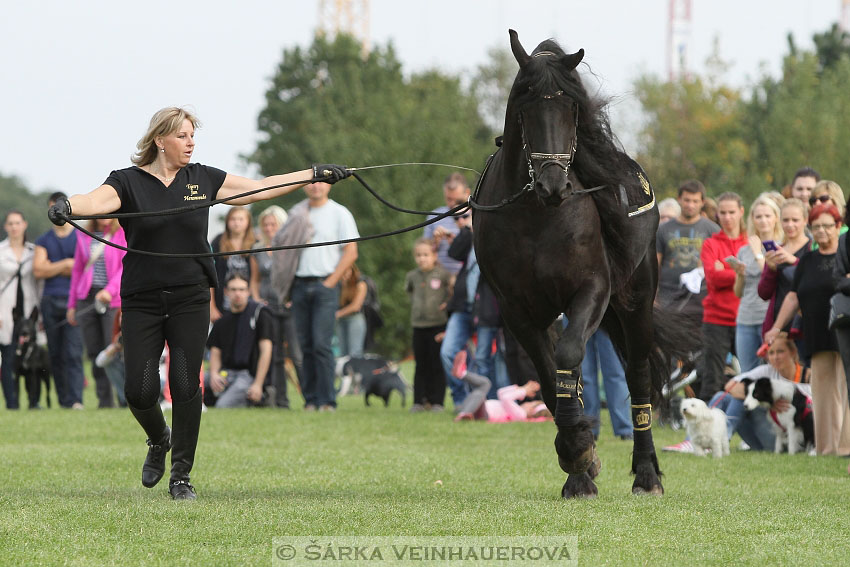 Výstava minihorse 