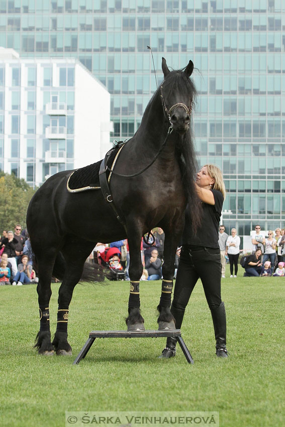 Výstava minihorse 