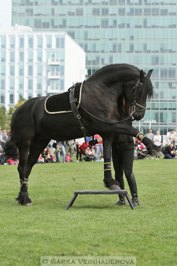 Výstava minihorse 