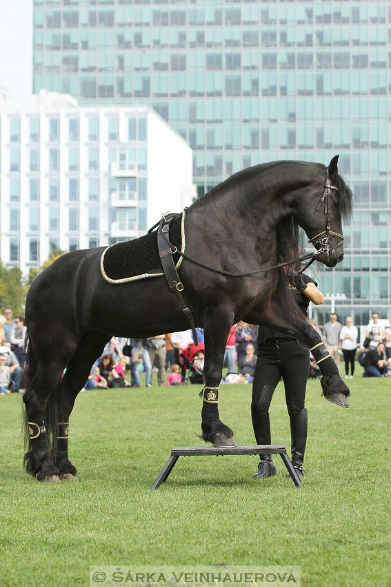 Výstava minihorse 