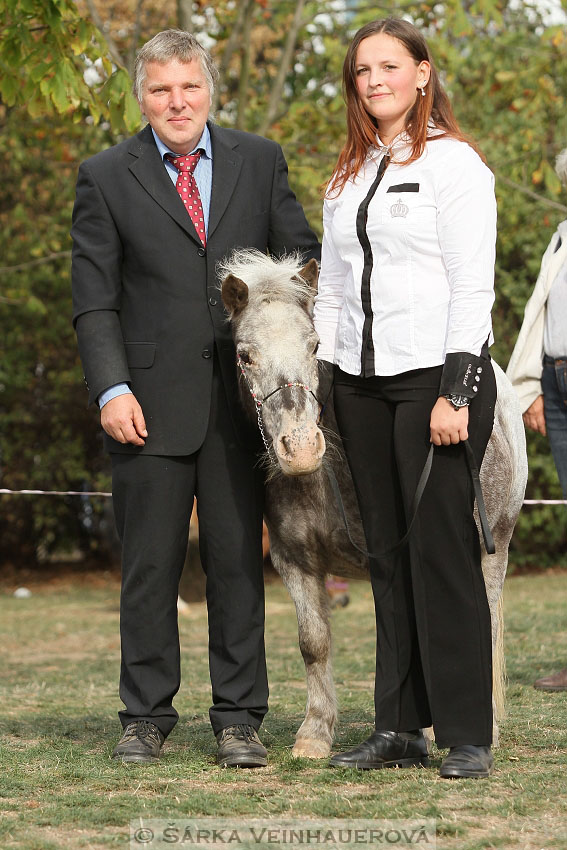 Výstava minihorse 