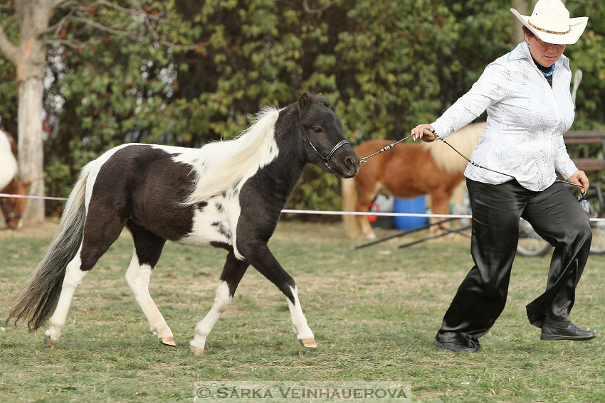 Výstava minihorse 