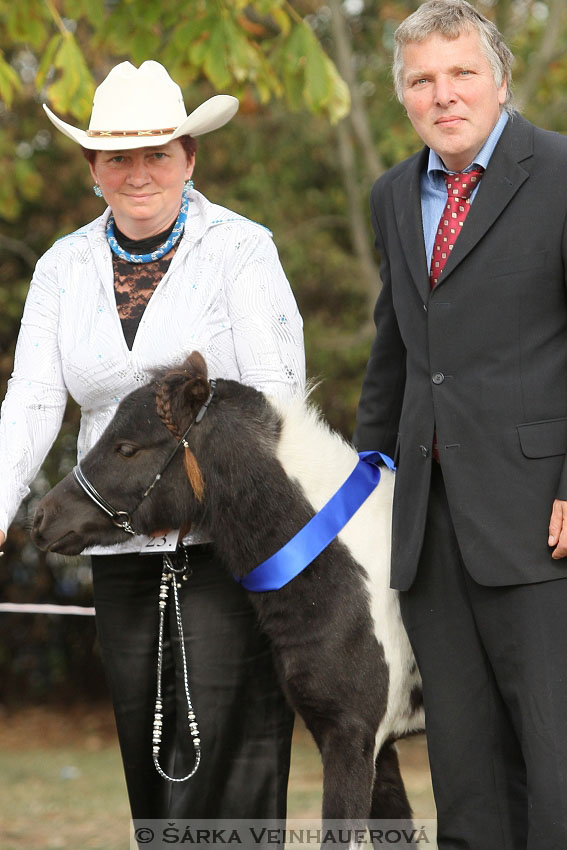 Výstava minihorse 