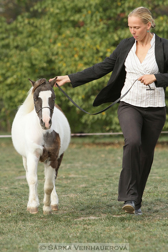 Výstava minihorse 