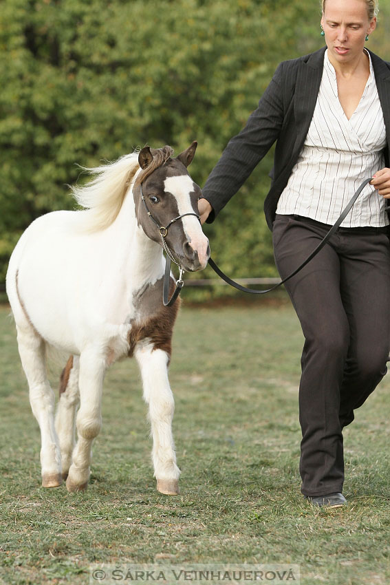 Výstava minihorse 