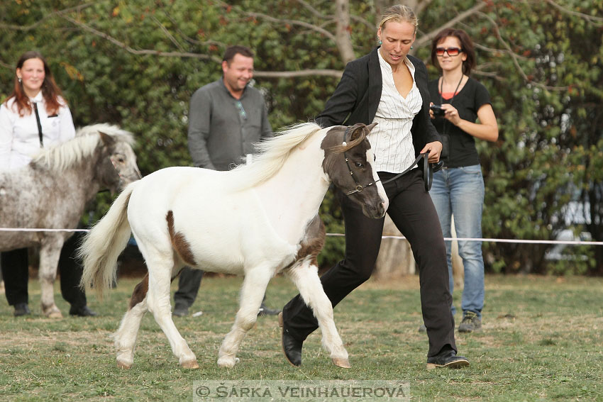 Výstava minihorse 