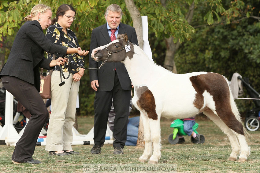 Výstava minihorse 