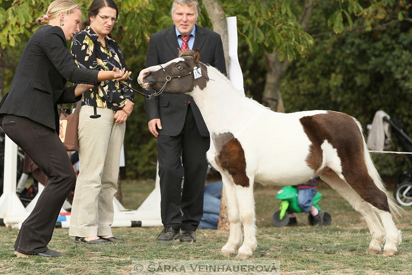 Výstava minihorse 