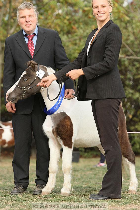 Výstava minihorse 