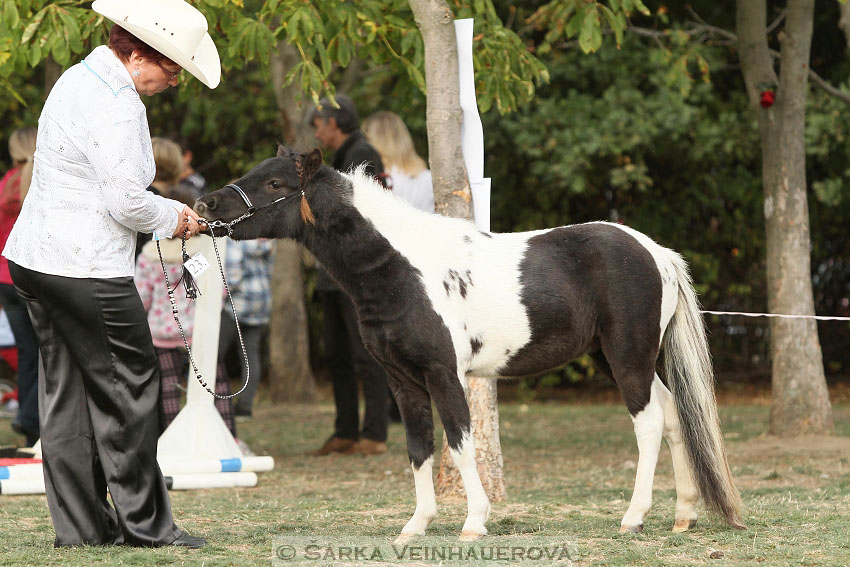 Výstava minihorse 