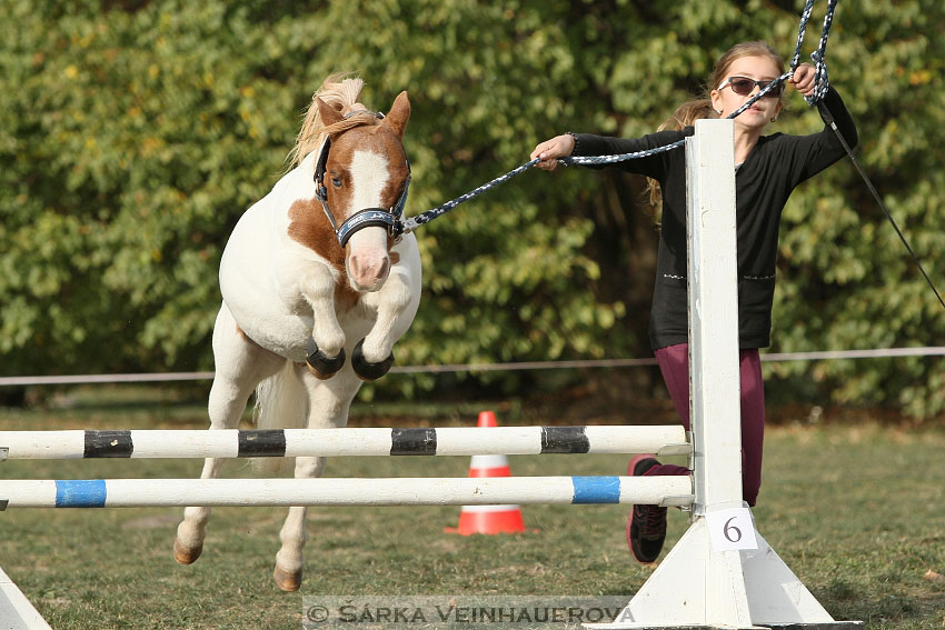 Výstava minihorse 