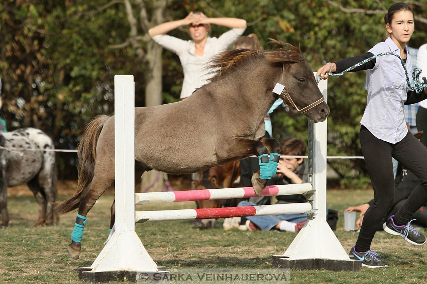 Výstava minihorse 