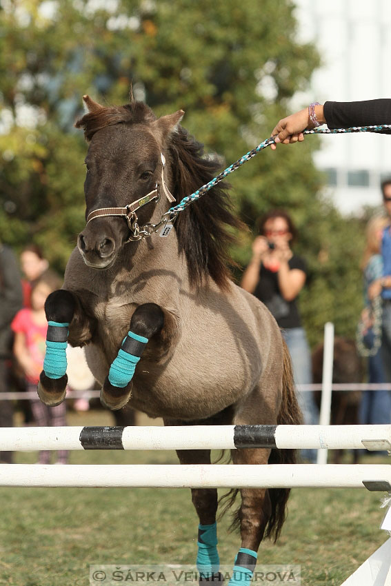 Výstava minihorse 