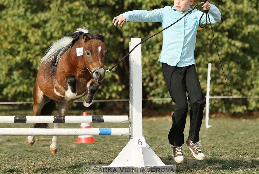 Výstava minihorse 