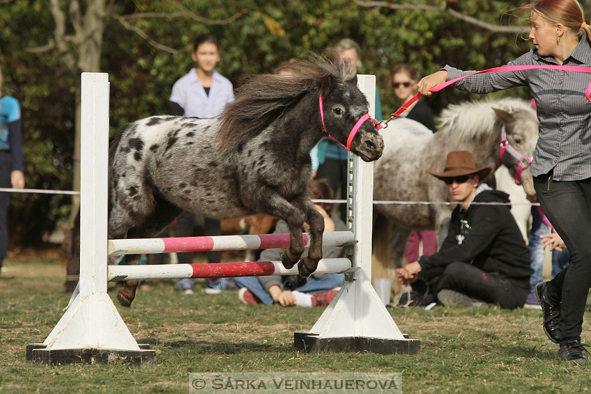 Výstava minihorse 