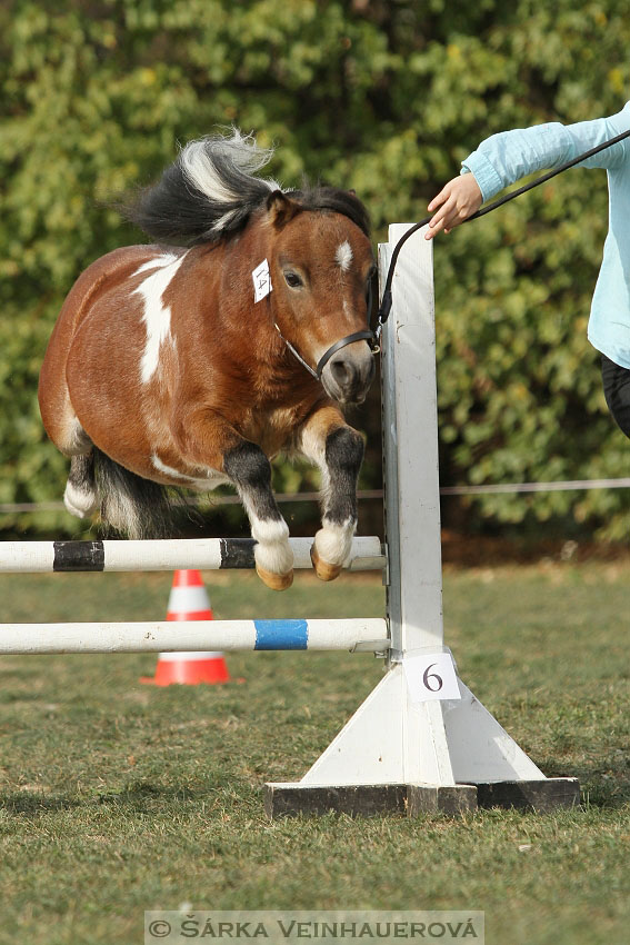 Výstava minihorse 