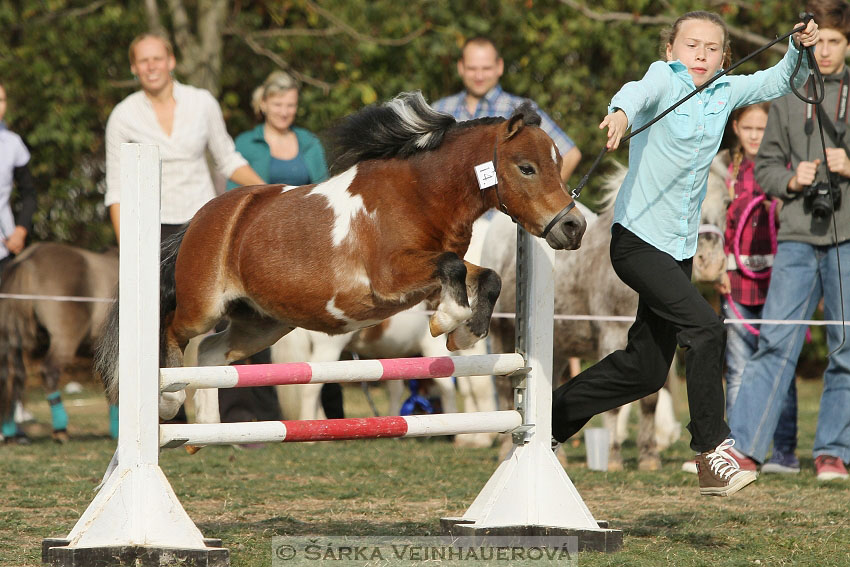 Výstava minihorse 