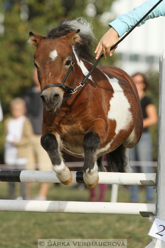 Výstava minihorse 