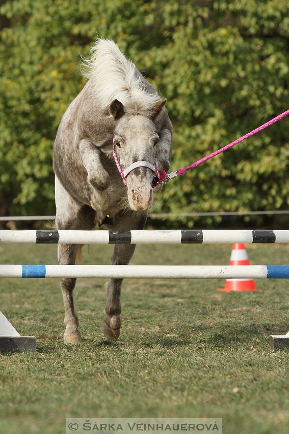 Výstava minihorse 