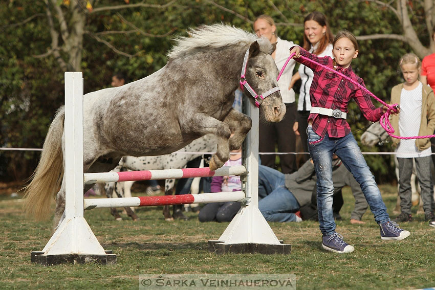 Výstava minihorse 