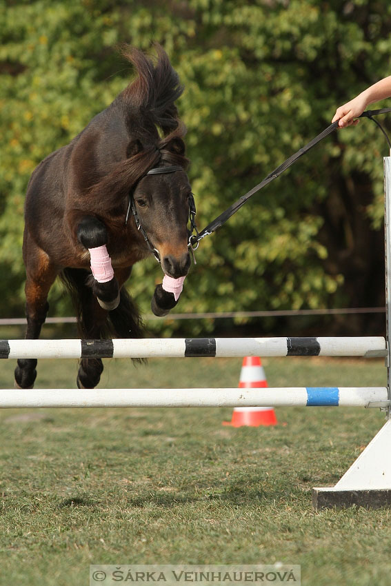 Výstava minihorse 