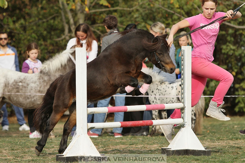 Výstava minihorse 