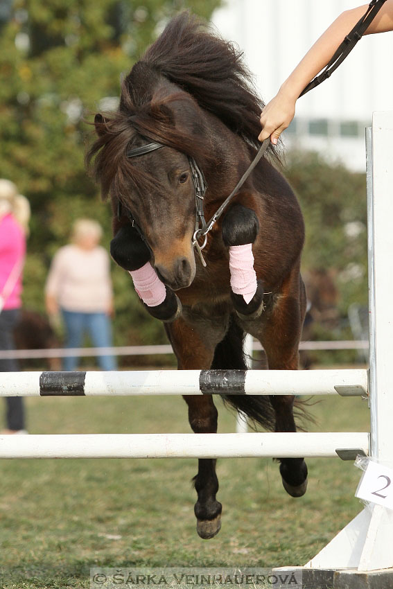 Výstava minihorse 