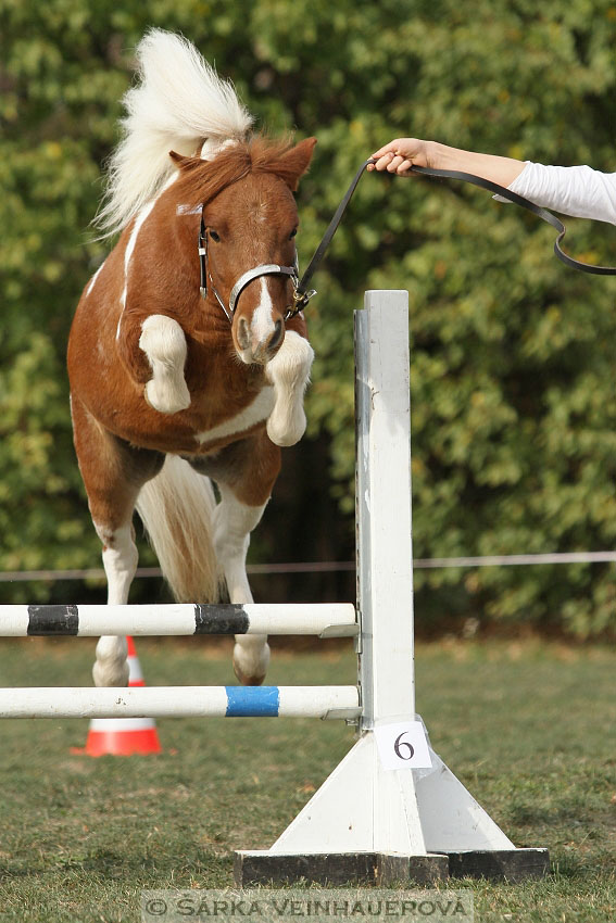 Výstava minihorse 