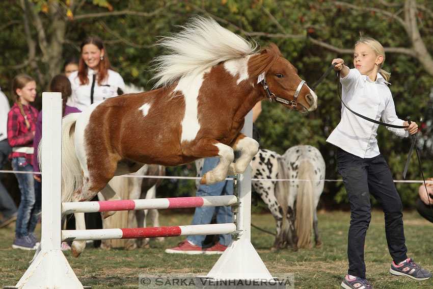 Výstava minihorse 