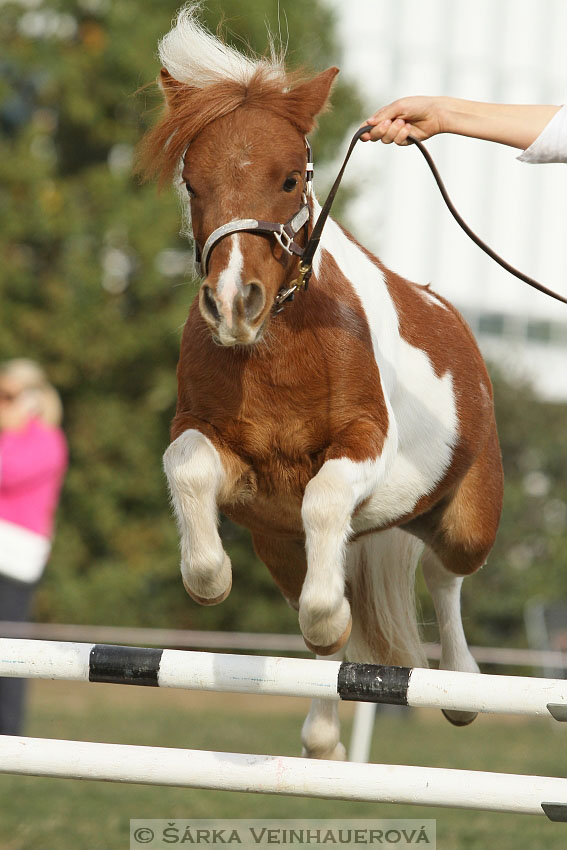 Výstava minihorse 