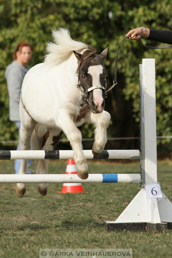 Výstava minihorse 