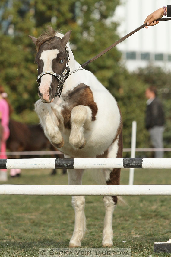 Výstava minihorse 