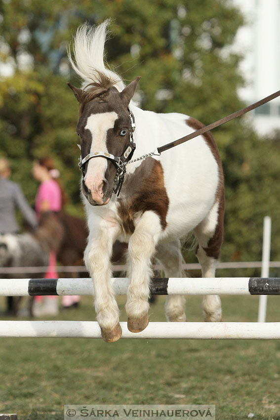 Výstava minihorse 