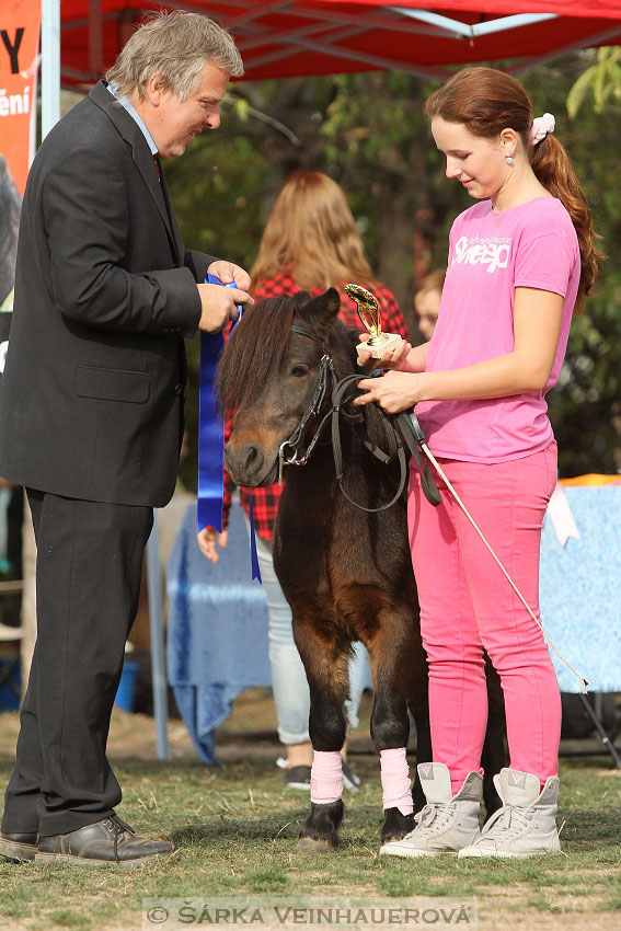 Výstava minihorse 