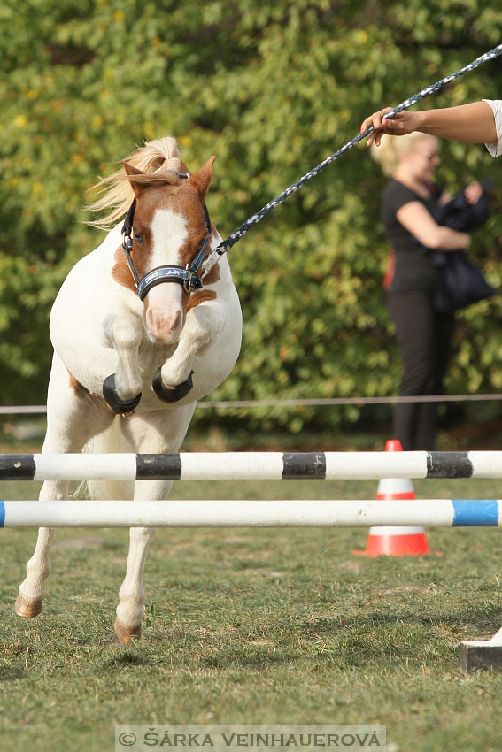 Výstava minihorse 