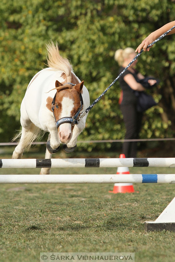 Výstava minihorse 