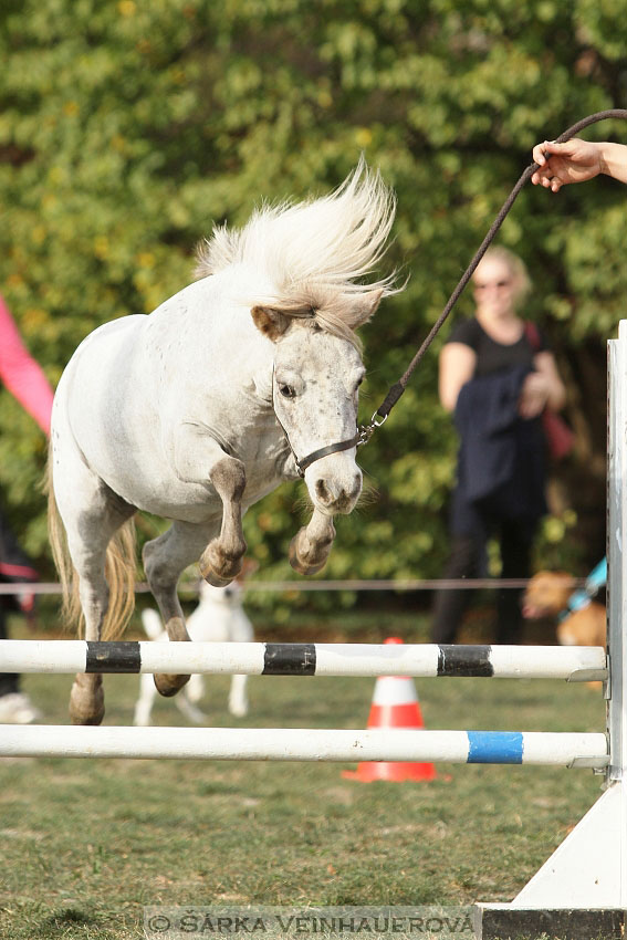 Výstava minihorse 