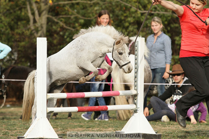 Výstava minihorse 