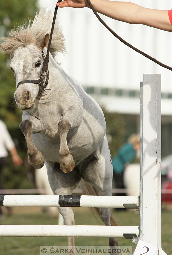 Výstava minihorse 