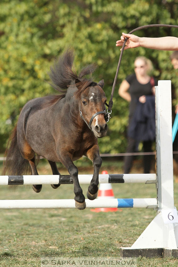 Výstava minihorse 